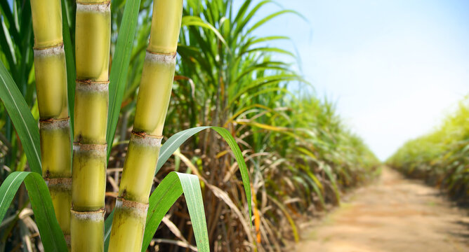 cane sugar
